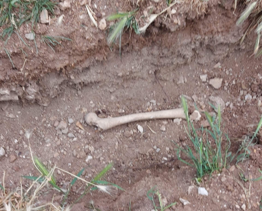 Kosti pronađene na travnjaku kod sv. Frane samo će opet zatrpati: 'Pronađene su na svega 30 centimetara dubine'  