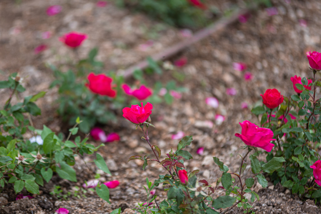 Zeleni grad u đardinu postavio edukativne table: Stabla na rivi i Poljani tretirali protiv nametnika 