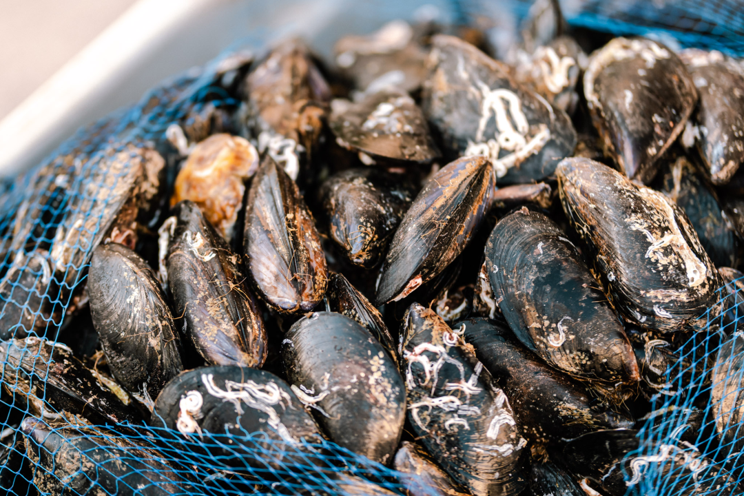 ‘Ako su sinonim Burgundije Chablis i kamenice, zašto sinonim Šibenika ne mogu postati Debit i pidoće’