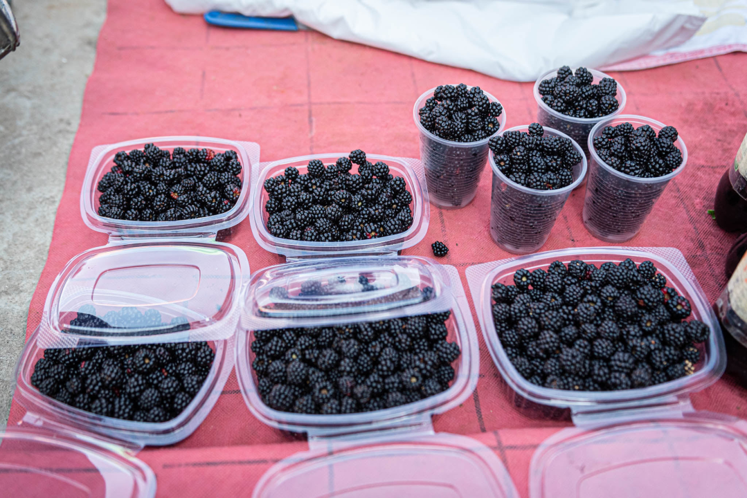 Na pijaci smo pronašli prve žižule, a na peškariji solidnu ponudu ribe: 'Što turisti znaju što je divlji, a što uzgojen brancin' 