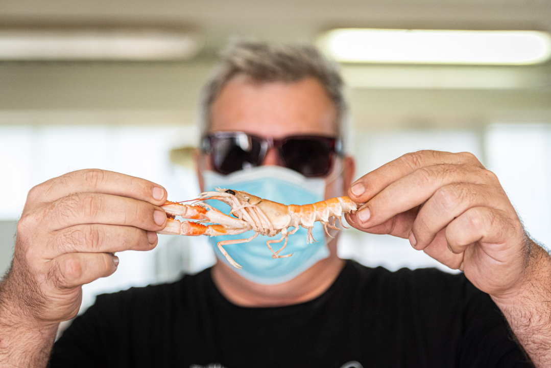 Na pijaci smo pronašli prve žižule, a na peškariji solidnu ponudu ribe: 'Što turisti znaju što je divlji, a što uzgojen brancin' 