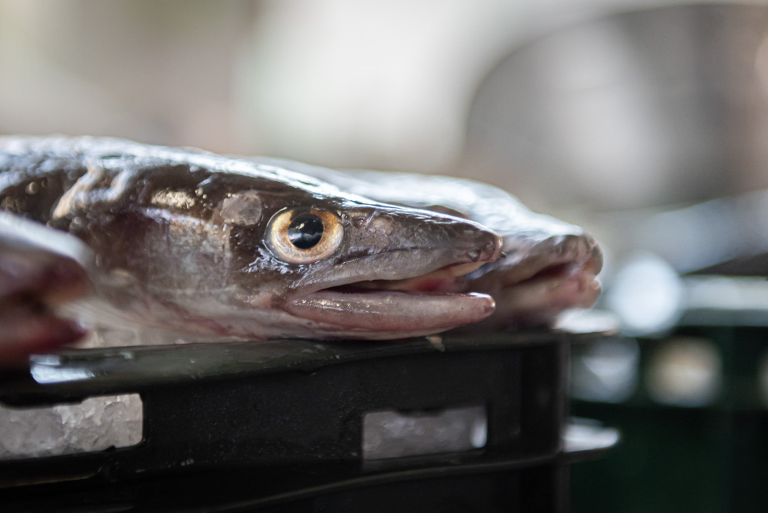 Na pijaci smo pronašli prve žižule, a na peškariji solidnu ponudu ribe: 'Što turisti znaju što je divlji, a što uzgojen brancin' 