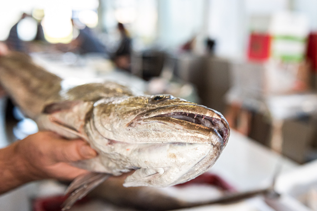Od ogromnih kokota i mola sa šibenske peškarije dalo bi se skuhati juhu za omanji bataljun  