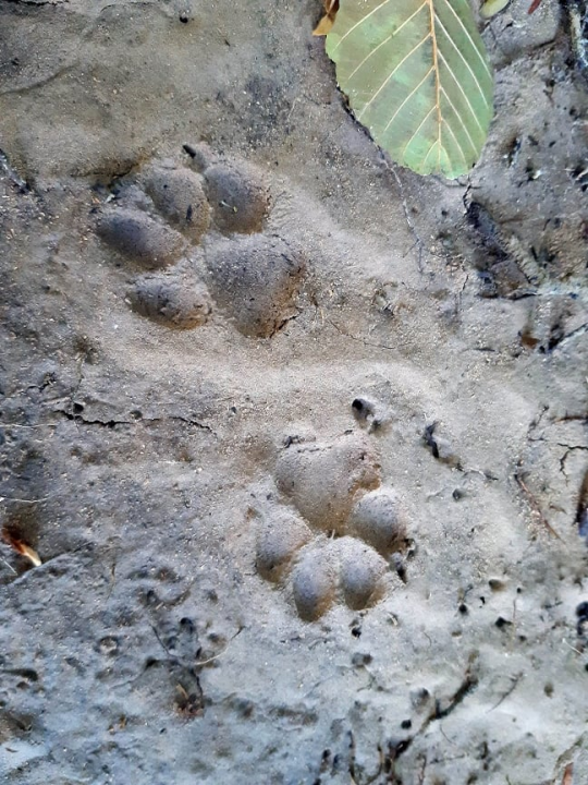 U NP Krka tijekom rujna pratili prisutnost vidre: Evo što su saznali o toj strogo zaštićenoj vrsti 