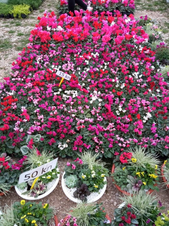 Jučerašnji benkovački sajam bio je zadnji na tom mjestu: Sajam se seli, kreću radovi na novom sajmištu