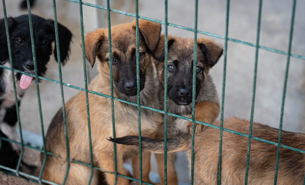 Reportaža iz As-Eka:  Malik, Mrva, Lisac, Stela... i oni bi s nekim ušli u Novu godinu!
