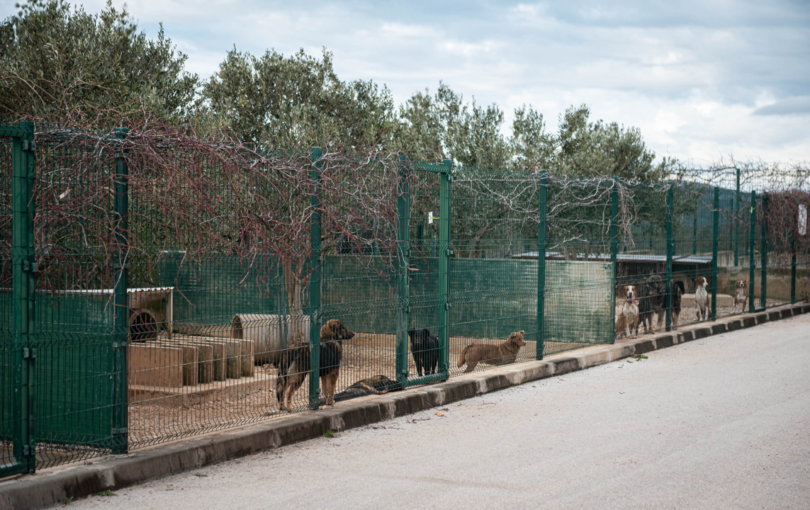 Reportaža iz As-Eka:  Malik, Mrva, Lisac, Stela... i oni bi s nekim ušli u Novu godinu!