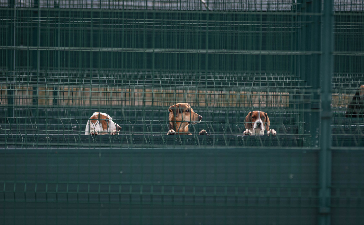 Reportaža iz As-Eka:  Malik, Mrva, Lisac, Stela... i oni bi s nekim ušli u Novu godinu!