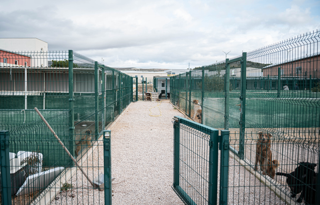 Reportaža iz As-Eka:  Malik, Mrva, Lisac, Stela... i oni bi s nekim ušli u Novu godinu!