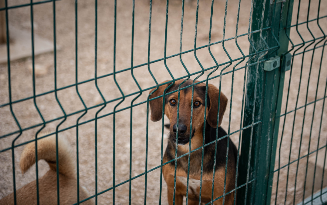 Reportaža iz As-Eka:  Malik, Mrva, Lisac, Stela... i oni bi s nekim ušli u Novu godinu!