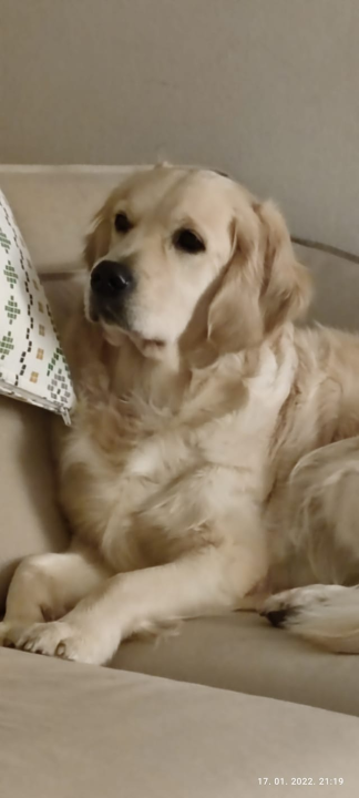 Najomiljenija pasmina na svijetu slavi svoj dan: Evo fotografija vaših zlatnih retrivera  