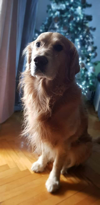 Najomiljenija pasmina na svijetu slavi svoj dan: Evo fotografija vaših zlatnih retrivera  