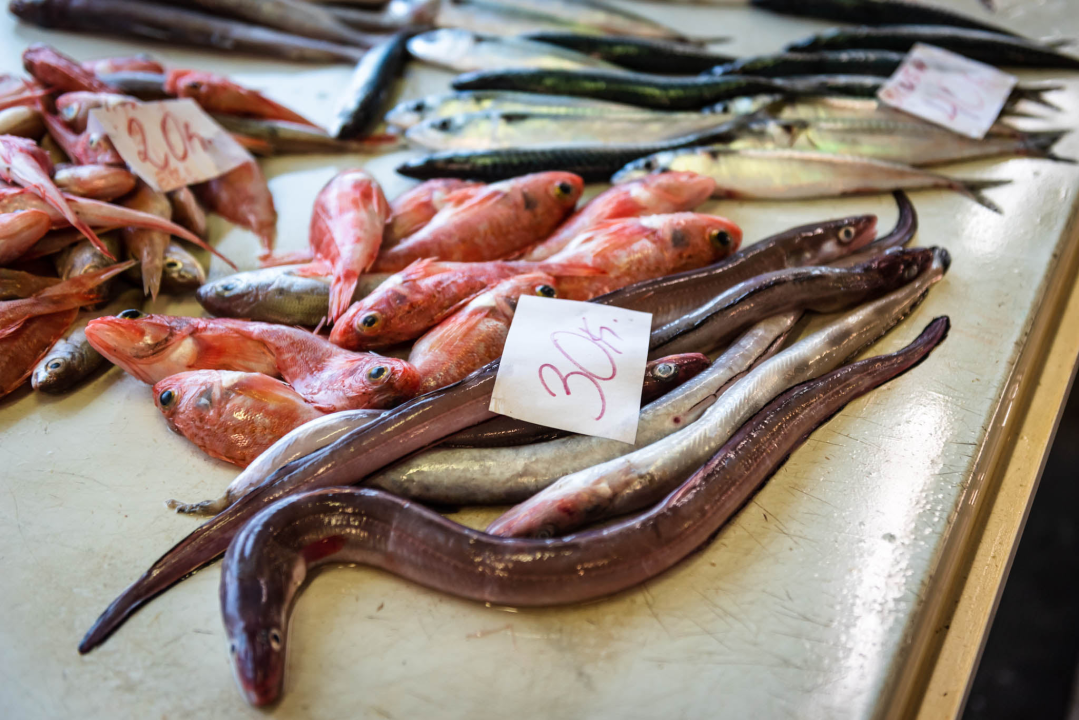 Fotogenična ponuda na šibenskoj peškariji: Grmalj, kokoti i nekoliko kolateralnih žrtava