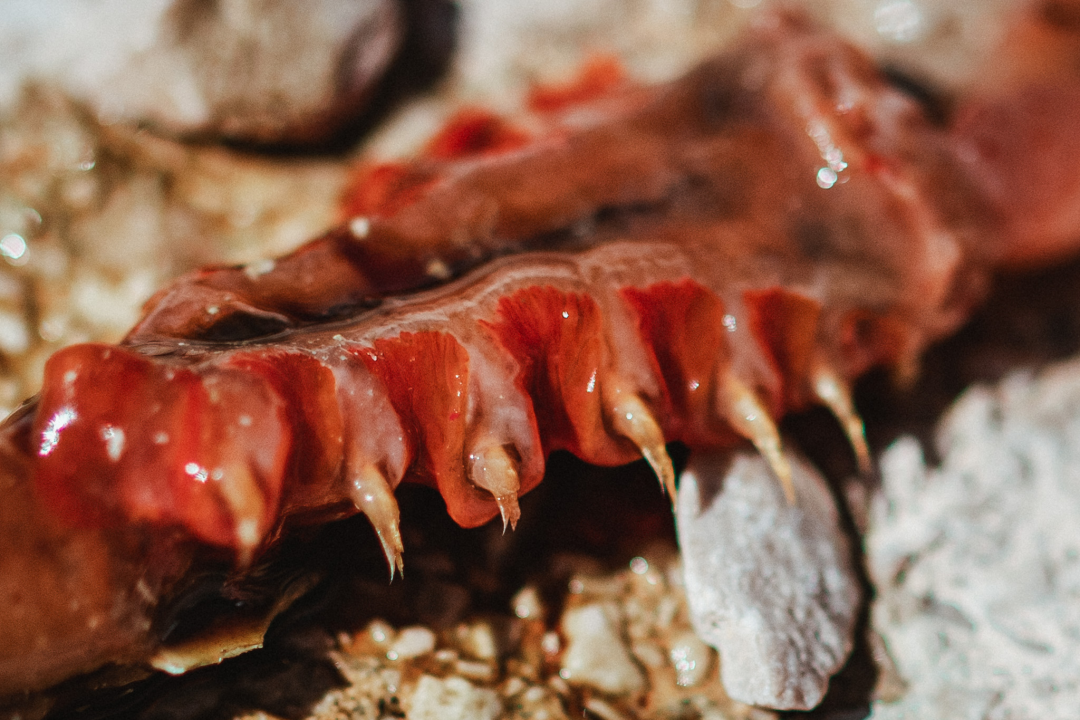 Ronioci su ovo ‘čudovište’ sa smećem izvukli u Zatonu, znate li što je?