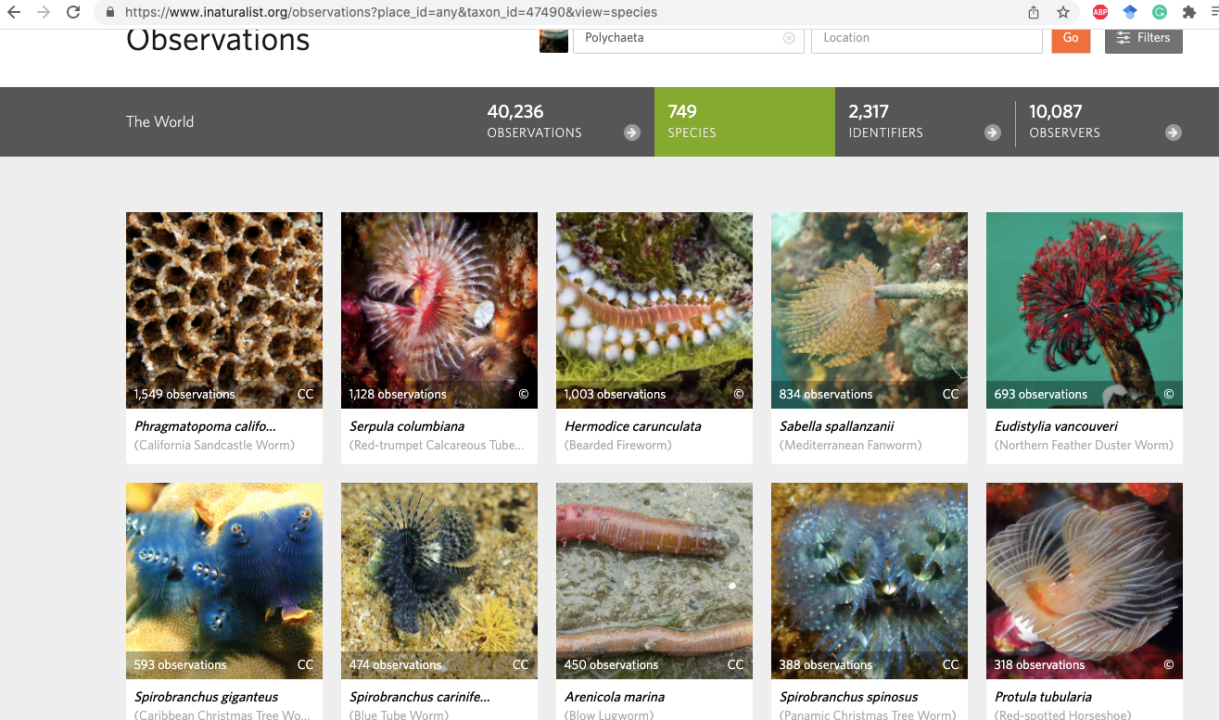 Pitali smo znanstvenike što bi moglo biti ‘čudovište’ iz Zatona: Polycheta, Arenicola marina, Terebellidae?