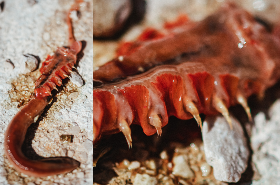 Pitali smo znanstvenike što bi moglo biti ‘čudovište’ iz Zatona: Polycheta, Arenicola marina, Terebellidae?