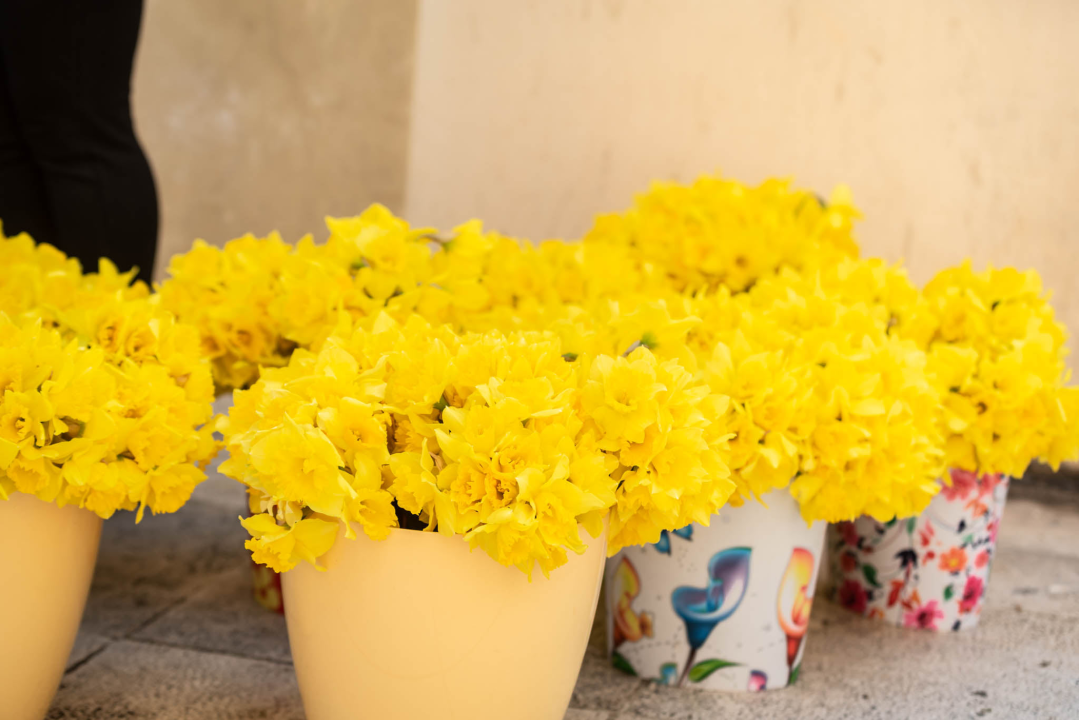 Dan narcisa obilježen i u Šibeniku: 'Pad smrtnosti za 25 posto rezultat je odaziva na preglede' 