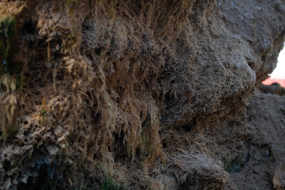 Kako je sedra narasla više od tri metra: Fotografije posljednjih šest godina pokazuju zašto joj treba spas