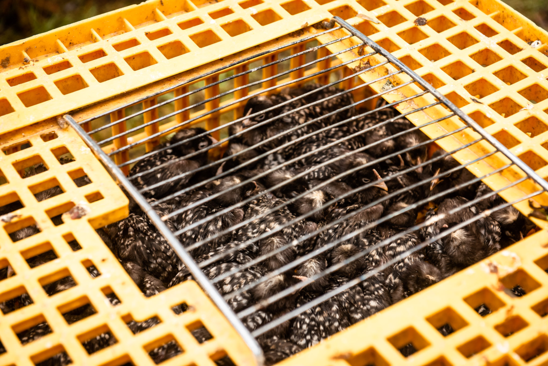 Bili smo na Benkovačkom sajmu: Najtraženija 'roba' su CD-evi Thompsona i Bulića, a za prasetinu se čeka red