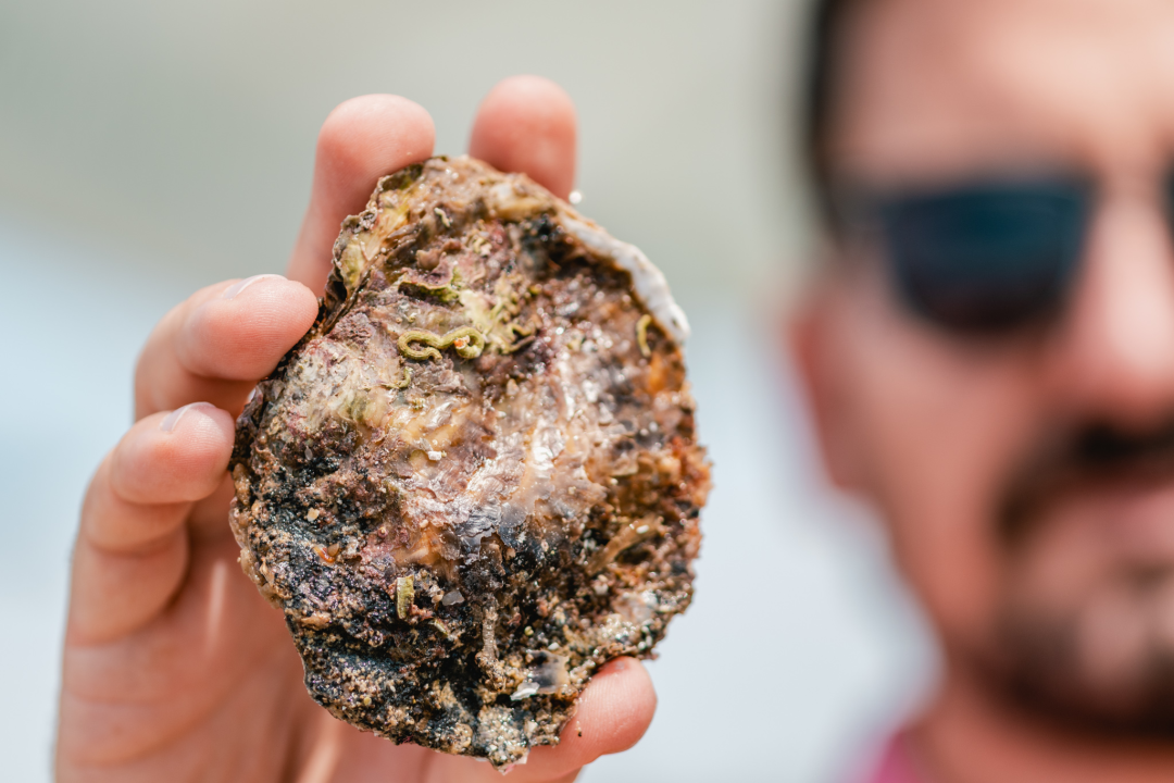 Posjetite novootvorenu kušaonicu školjaka i vina Oyster22! 