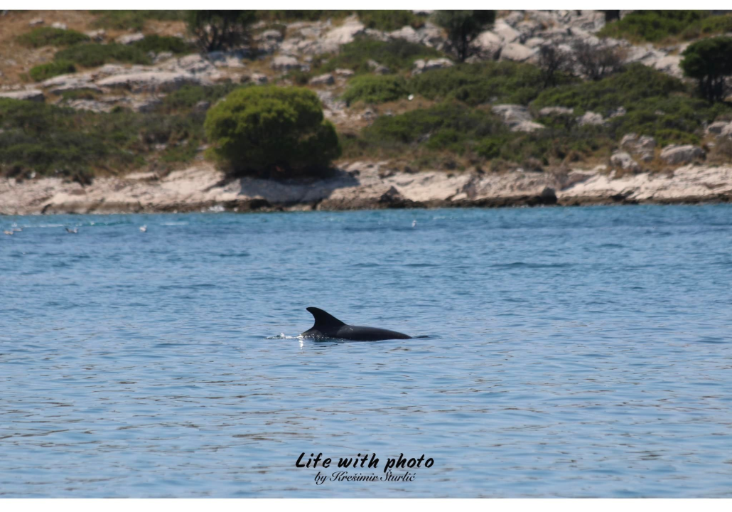 Dva razigrana dupina pojavila se ispred Tribunja