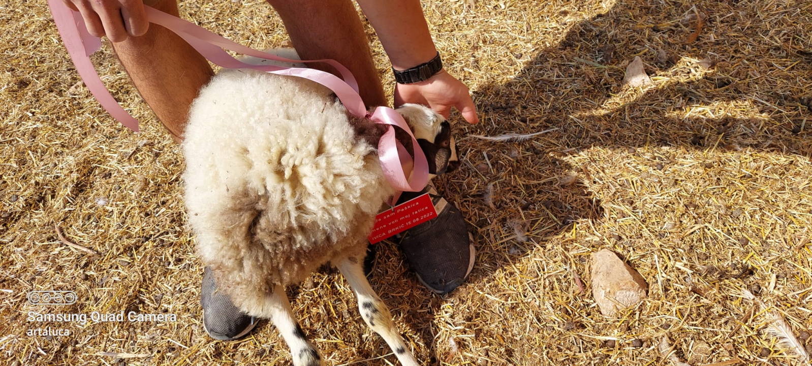 U Šibeniku spašen jedan janjeći život: 'To je poklon za bivšu janjocidnu osobu koja je danas janjofil'