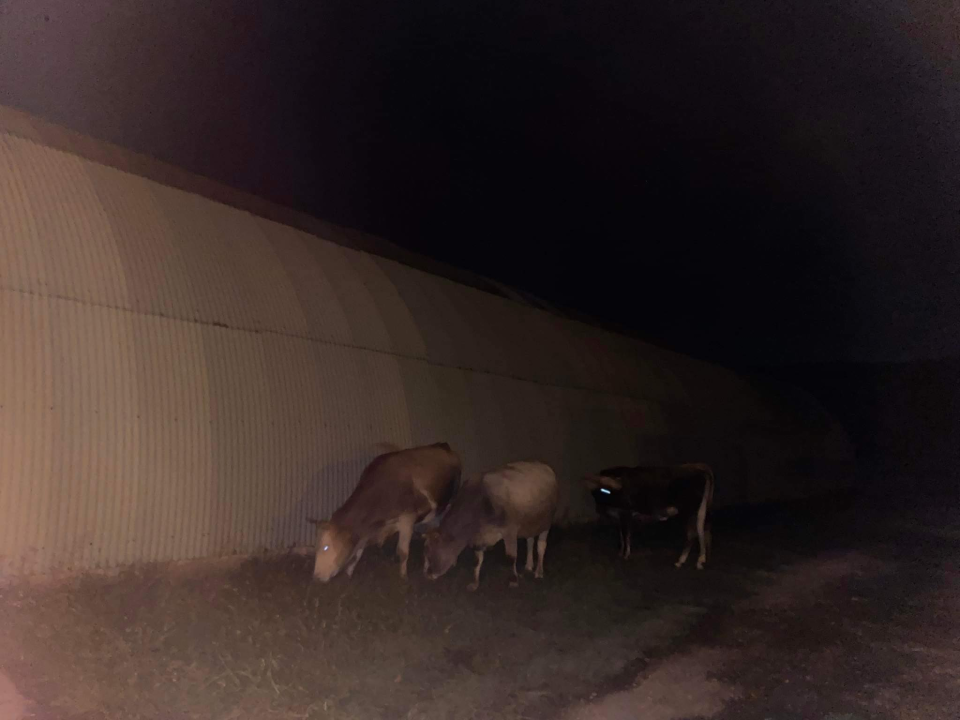 Krave odlučile pobjeći i slobodno šetati Dubravom, policija ih prati nazad u štalu