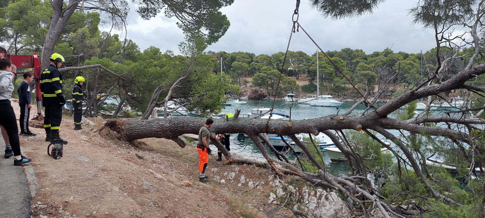 Sve je prošlo lišo: Srušio se stari bor na Poratu u Primoštenu
