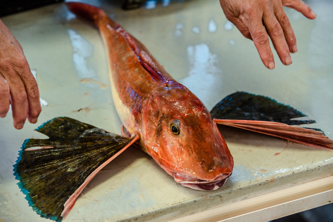 Kokot i moli samci s parangala odlična su ideja za ručak u petak: Jedini problem je što nisu baš jeftini 