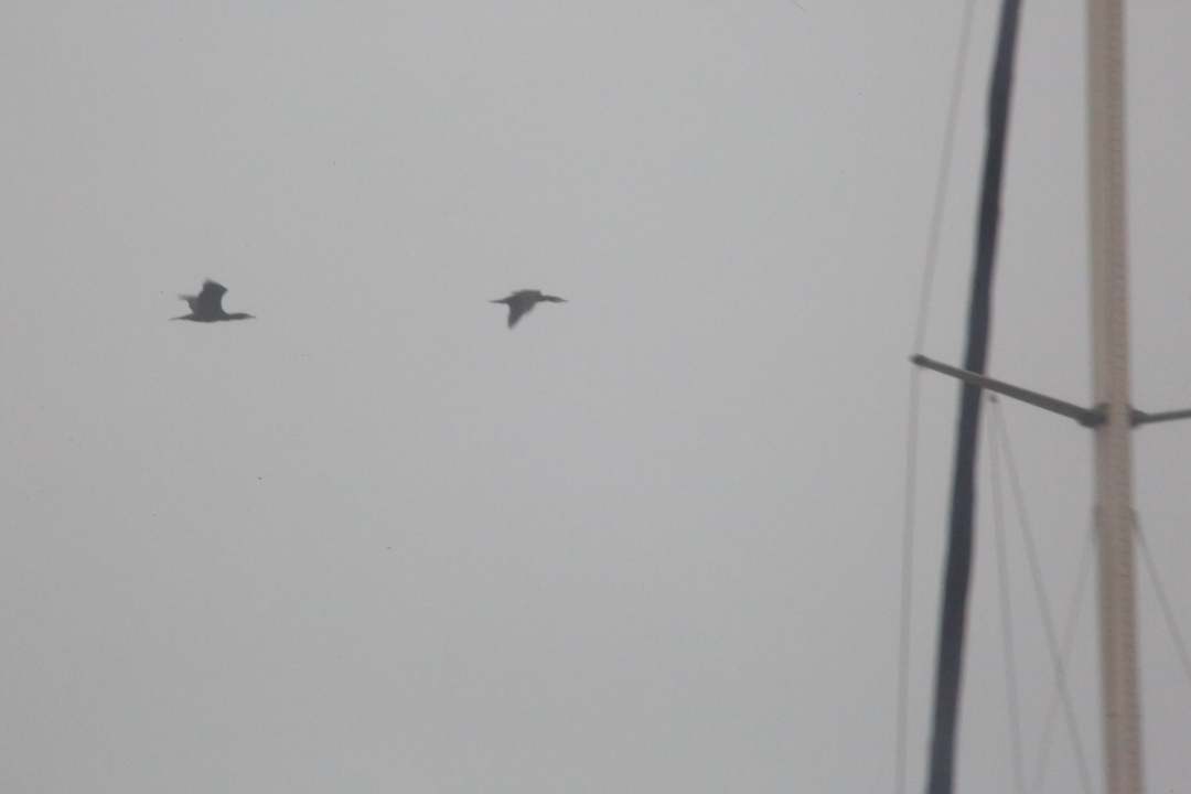 Tisno prekriveno maglom izgleda kao da ga je naslikao Claude Monet!