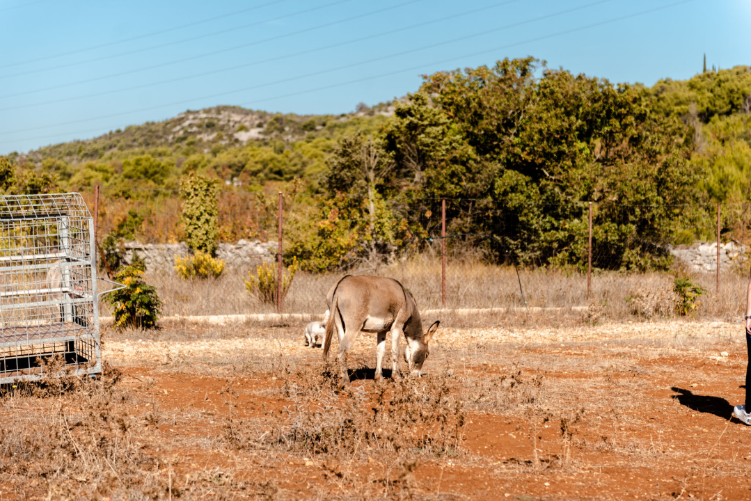 Suzana je učionicu zamijenila farmom u Dubravi: 'Kriza ima, ali svoju odluku nikada nisam požalila'