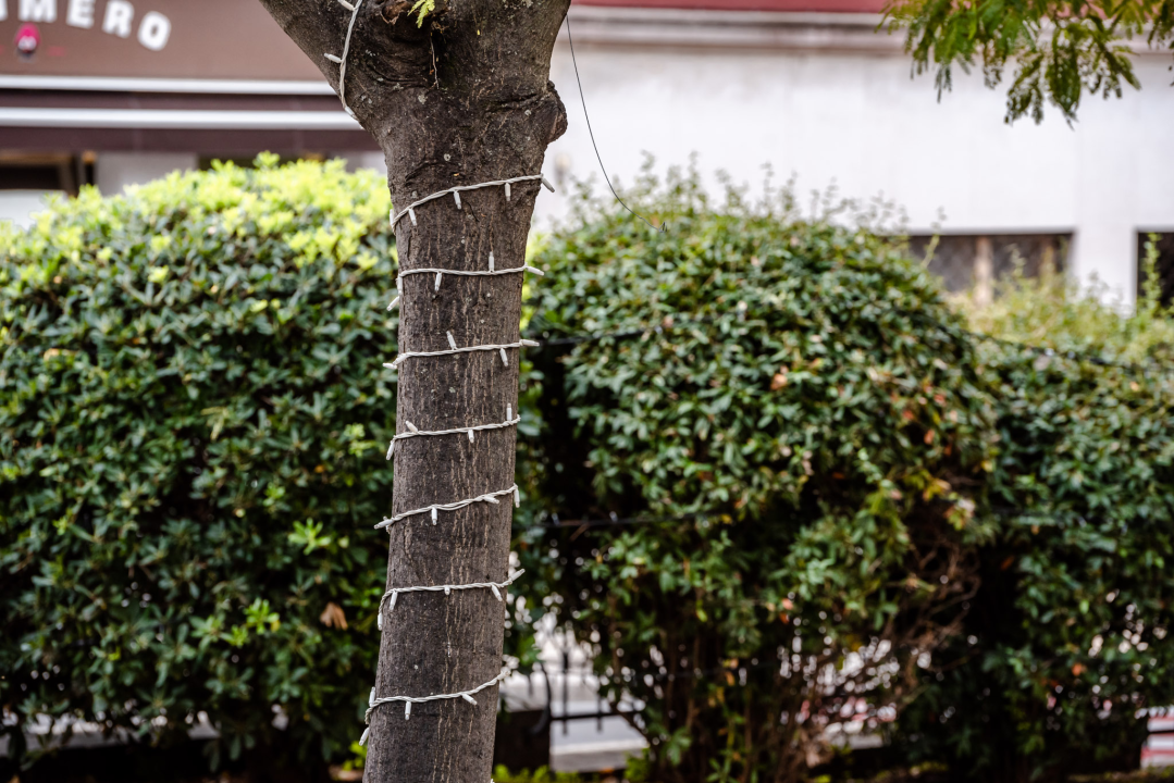 Brojimo sitno do najveselijih dana u godini: Počelo čišćenje i ukrašavanje Đardina  