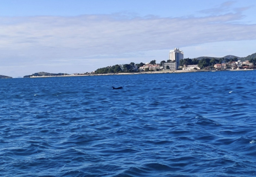 Dupin se zaigrao ispred Vodica!