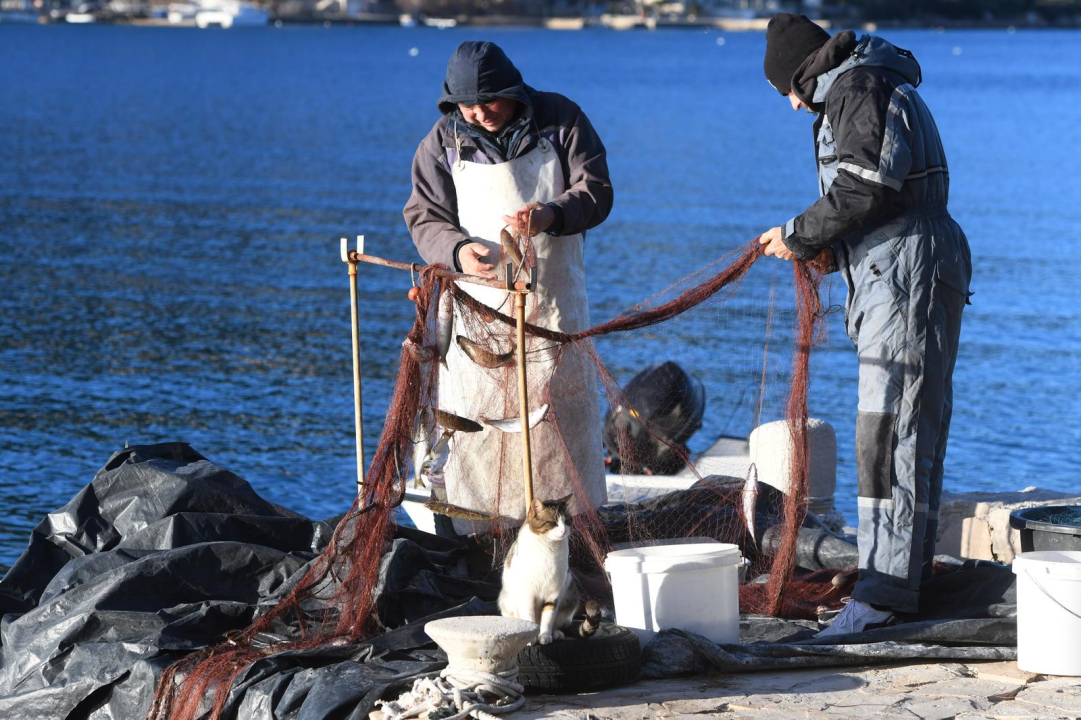 Miško je strpljiv mačak pa za nagradu dobije ribu koju ‘oštete’ dupini!