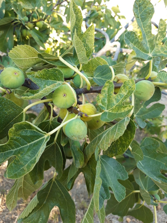 Ivan Rak zajedno s obitelji bavi se uzgojem smokava: 'Nije lako biti poljoprivrednik, ali ne damo se'
