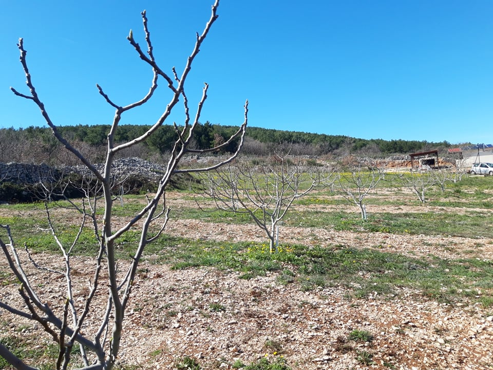 Ivan Rak zajedno s obitelji bavi se uzgojem smokava: 'Nije lako biti poljoprivrednik, ali ne damo se'