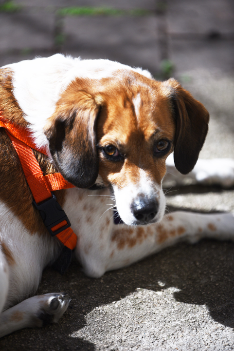 FOTO Đir po gradu, petak 24. ožujka