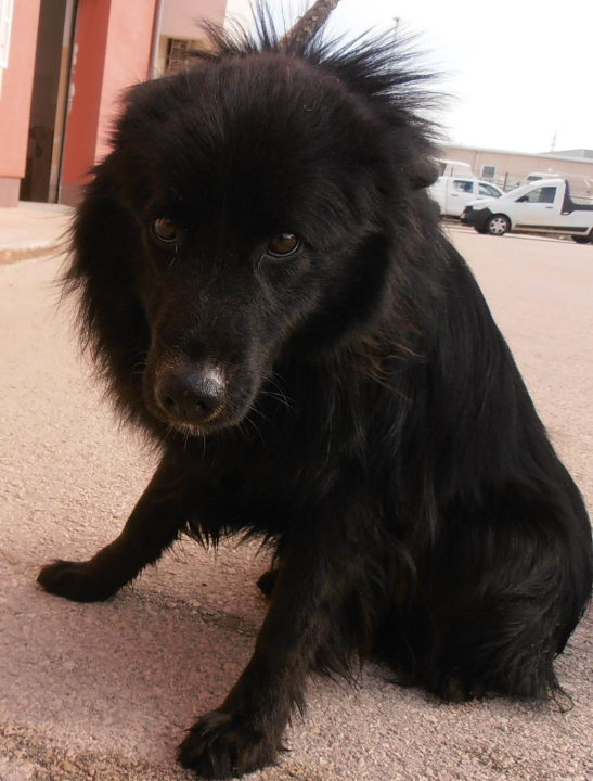 Gospodin Flui traži svoju novu obitelj: 'Spreman je nekome promijeniti život na bolje'