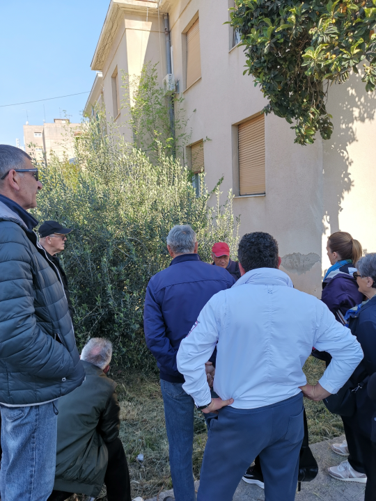 Prvo teorija pa onda praksa: Davorin Pamić nakon emisije maslinarima prezentirao rezidbu masline    