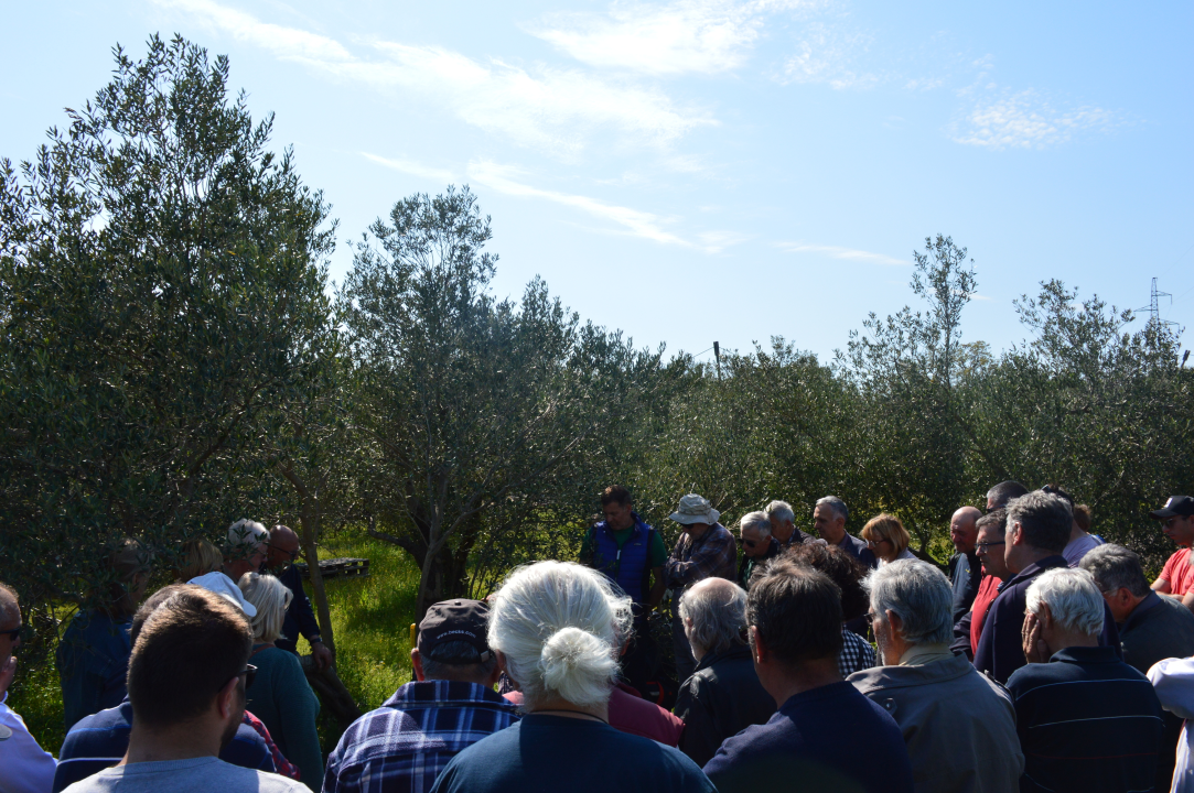 U Vodicama održana radionica ‘Mala škola maslinarstva – Cijepljenje masline i proljetna zaštita od štetnika’ 
