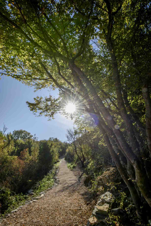 Posjeti NP "Krka" na Praznik rada, preuzmi svoju sadnicu i posadi je za budućnost!
