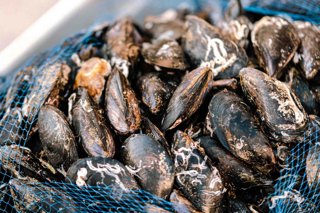 Guštajte u spoju dvije delicije na gastro događaju 'Pidoća &amp; Debit se vole'!