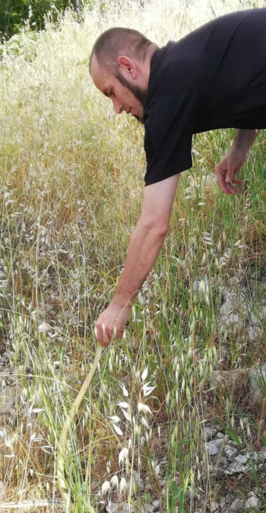 Denis Periša Darkman spasio još jednog kravosasa iz centra Šibenika: To je već treći ove sezone