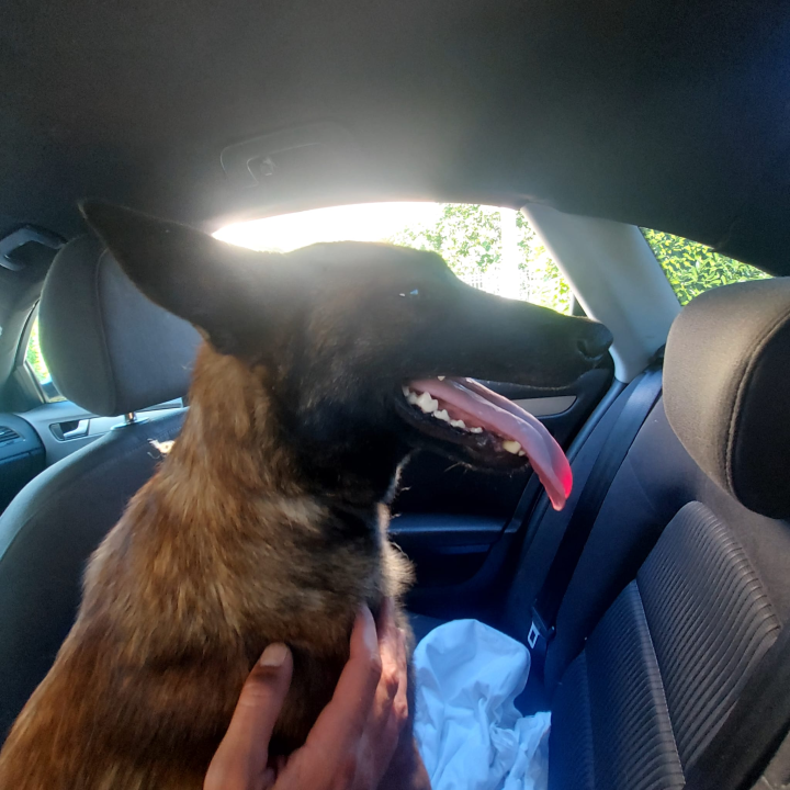 Mladi belgijski ovčar nađen u Kninu traži novi dom