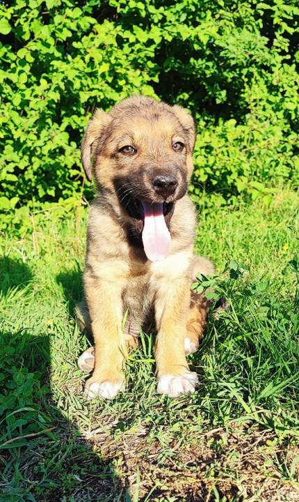 Željana se godinama brine za napuštene pse u Kninu, a sad je došla do ruba: 'Ne mogu više sama'