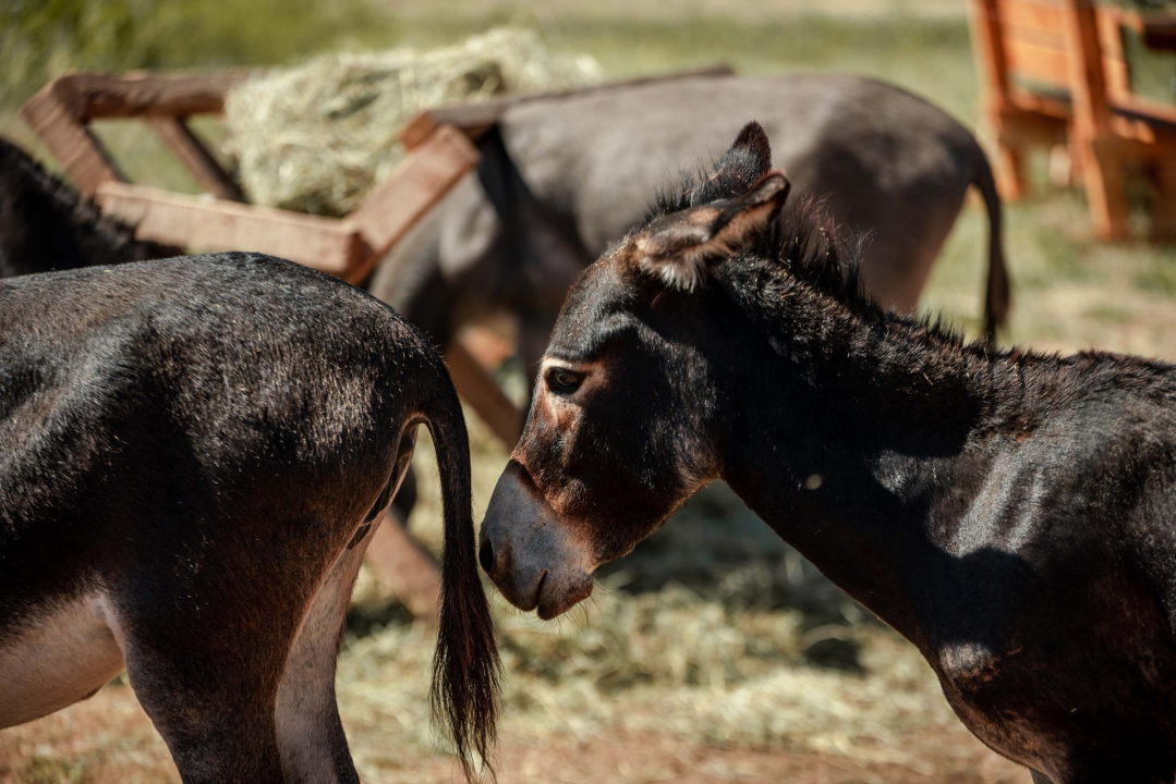 Za magarce na farmi 'Ćušin raj' brine se cilo misto: 'Mještani donose hranu, a djeca zaborave na mobitele'