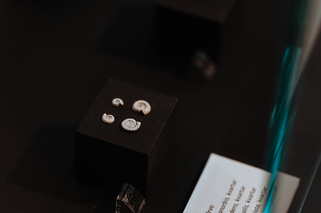 U Muzej ‘stigao’ stepski mamut iz Slavonskog Broda: ‘I Drniš svog mamuta ima'