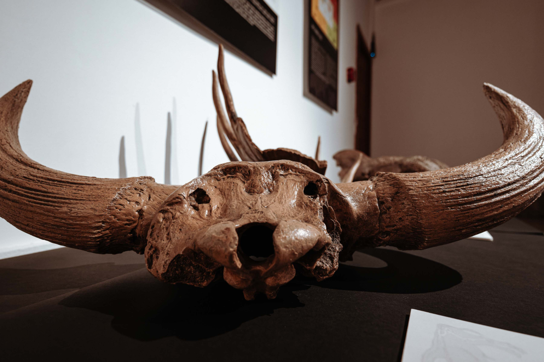 U Muzej ‘stigao’ stepski mamut iz Slavonskog Broda: ‘I Drniš svog mamuta ima'