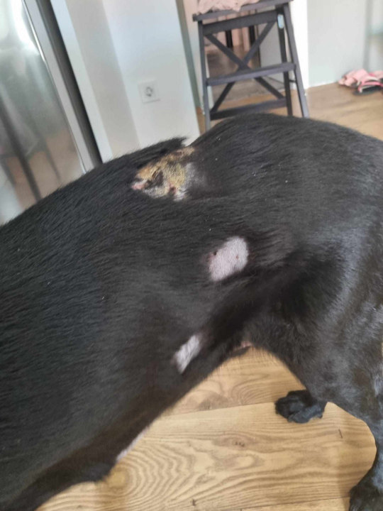 Još nisu nađeni kangali koji siju strah po Njivicama: Policijska statistika napada pasa u županiji je 'impresivna'