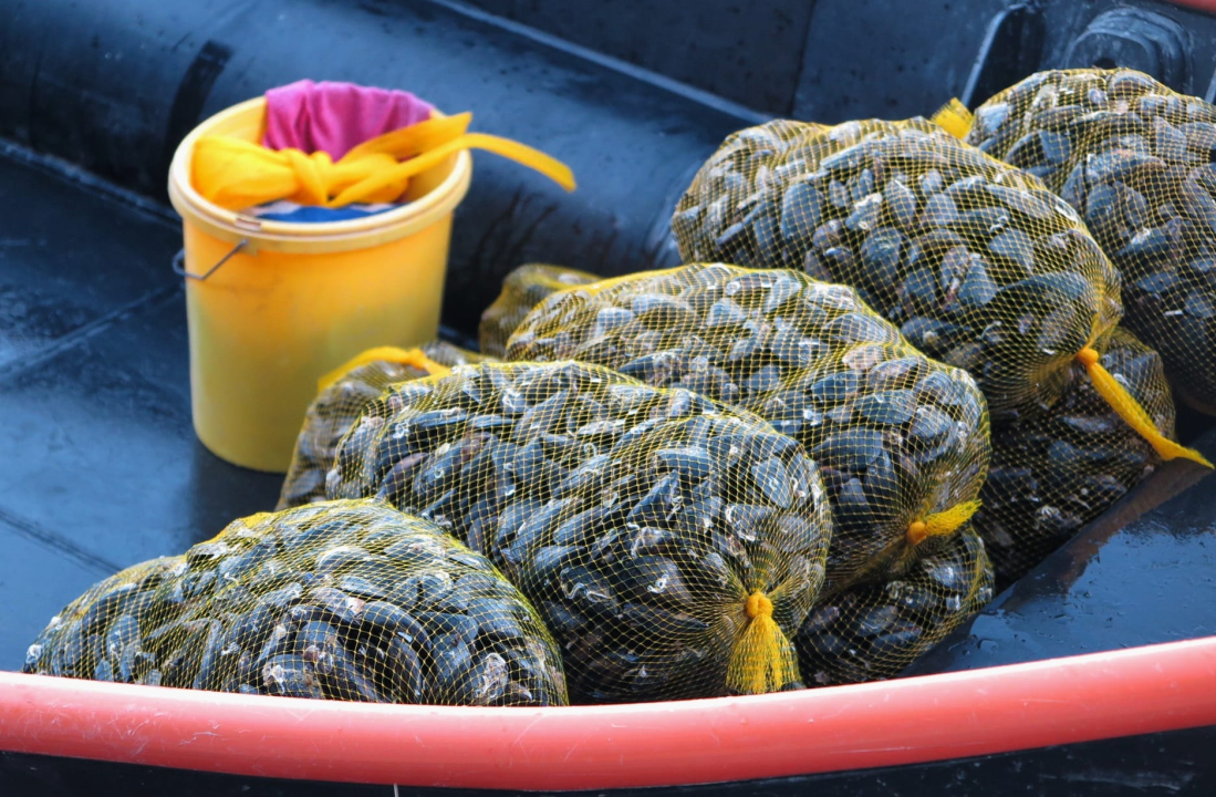 Pogledajte kako je bilo na tradicionalnoj Zatonskoj pidočijadi